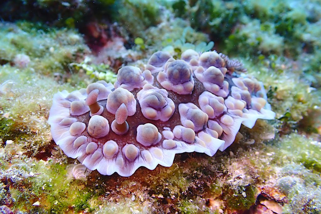 イシガキウミウシ