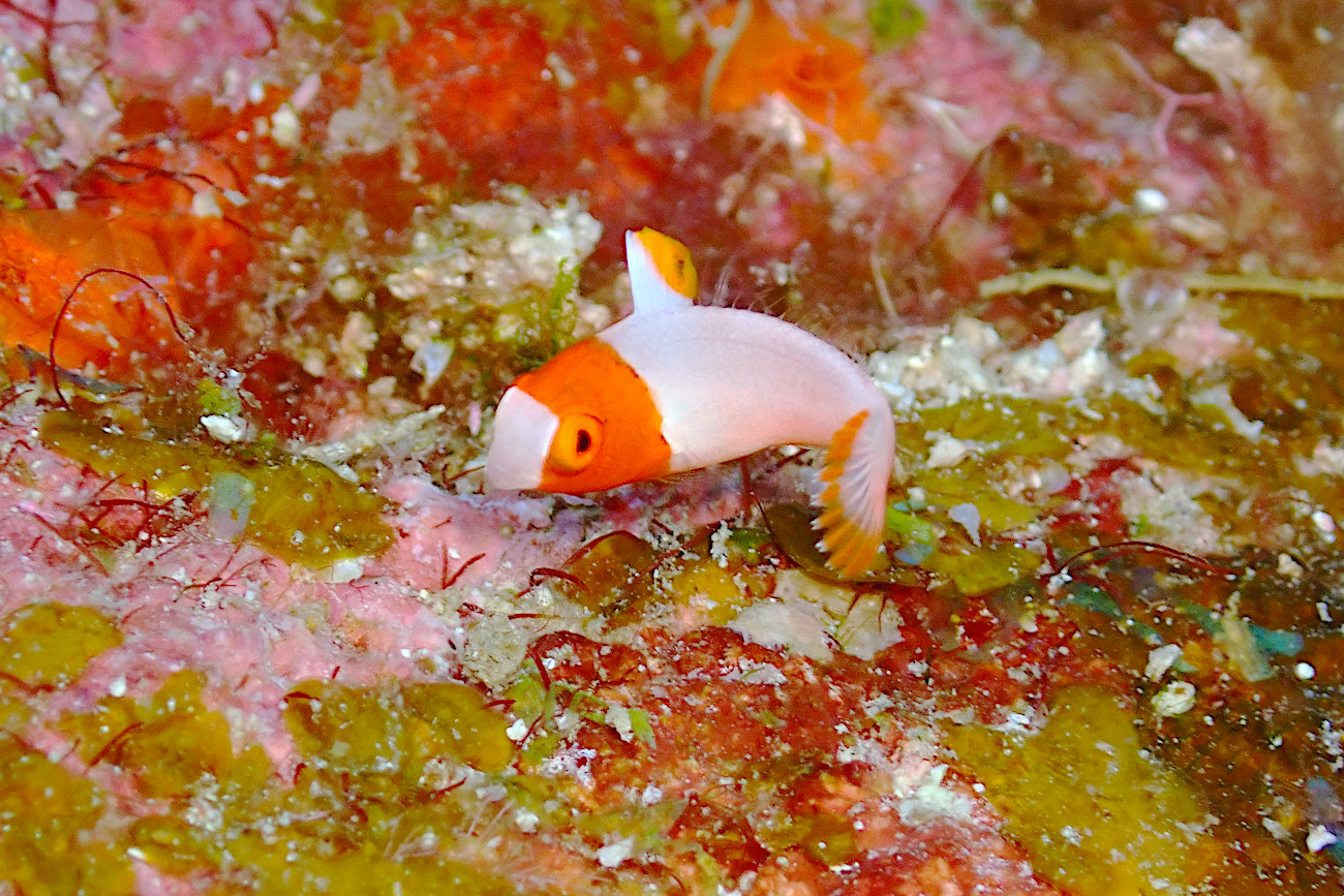 イロブダイの幼魚