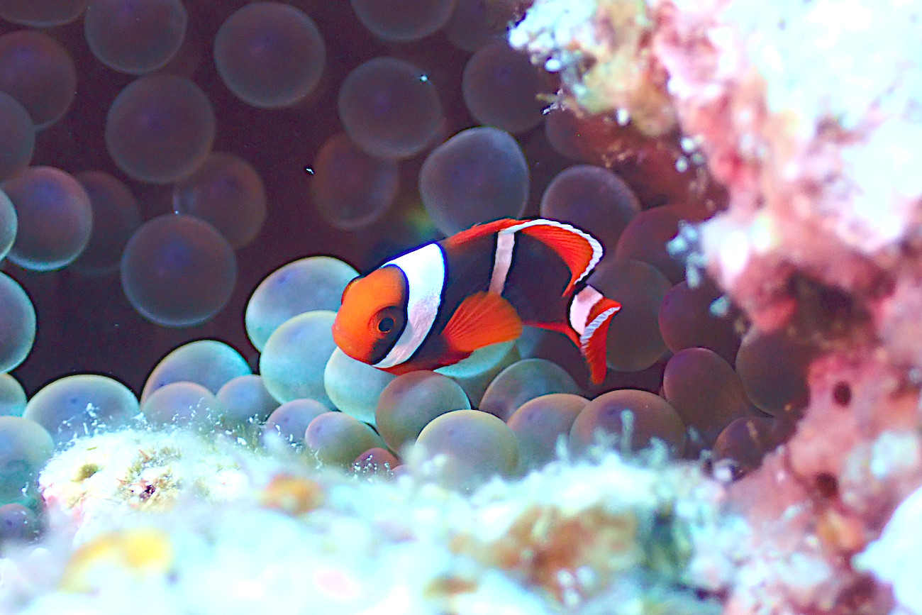ハマクマノミの幼魚
