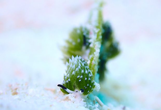 ウサギモウミウシ