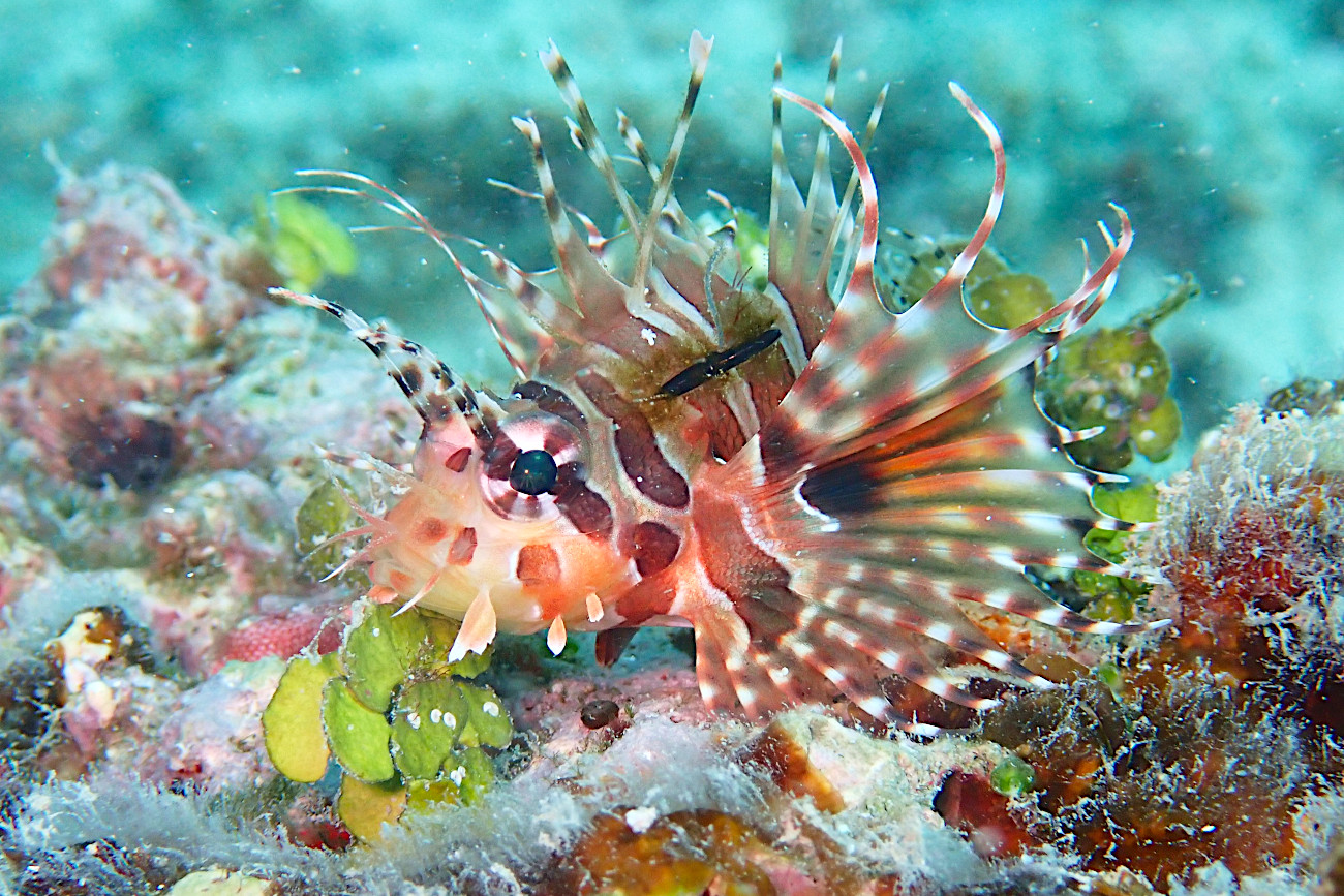 キリンミノの若魚