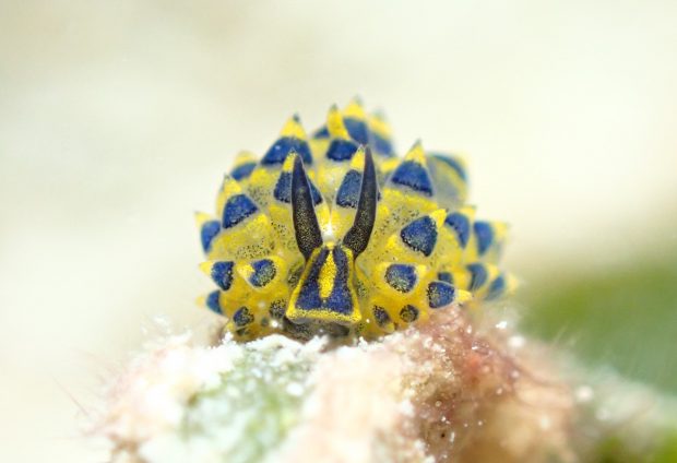 ミナミアオモウミウシ