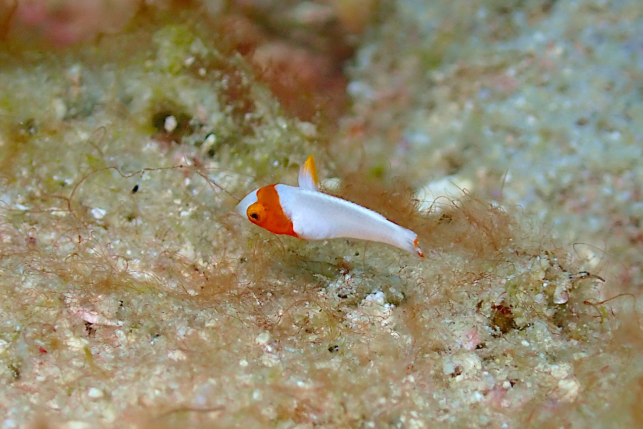 イロブダイ幼魚