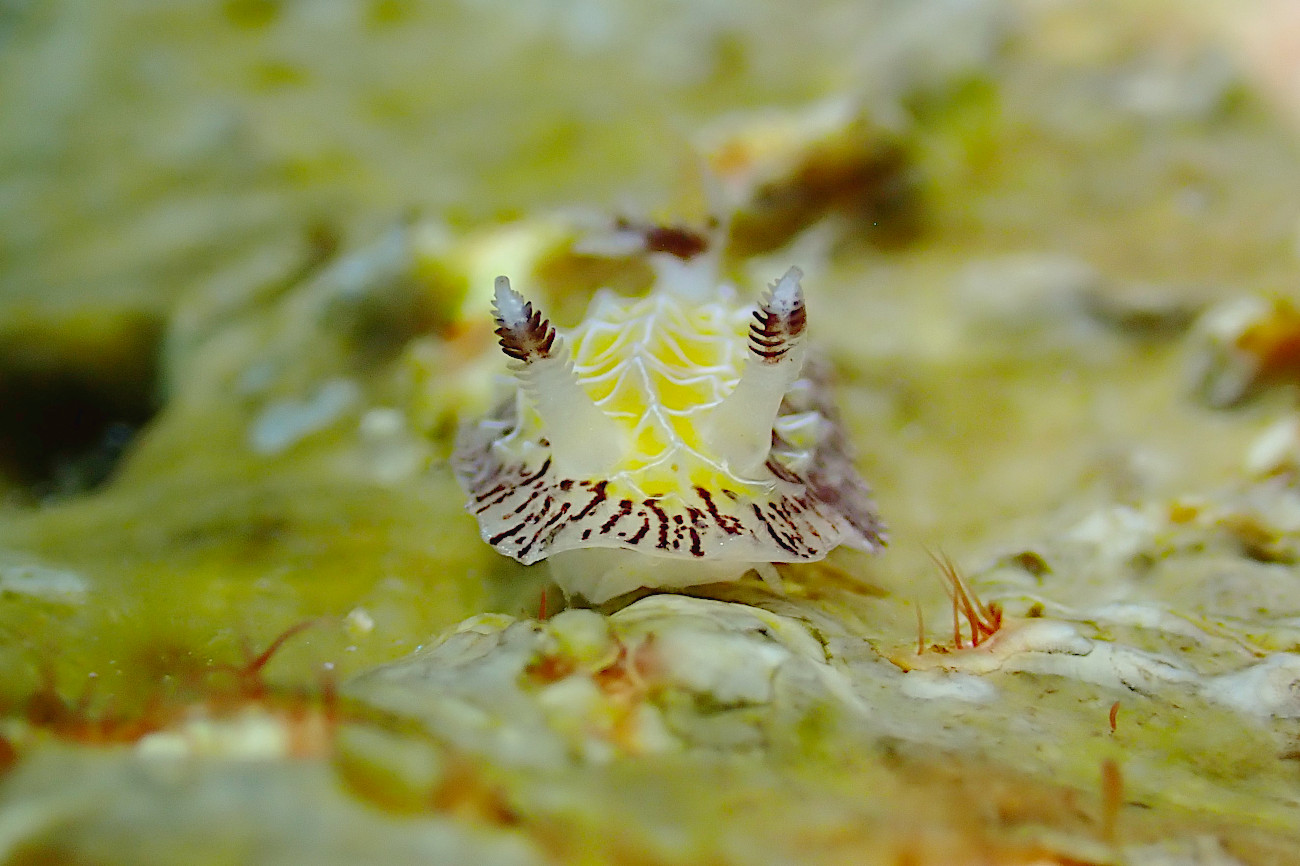 シロスジヒオドシウミウシ