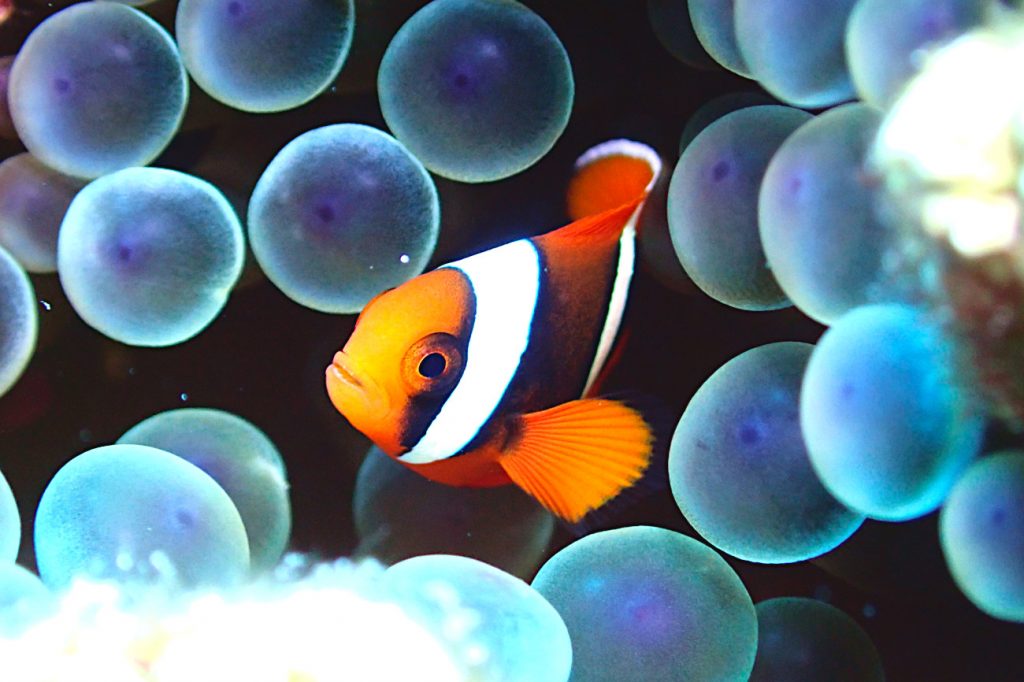 ハマクマノミ幼魚