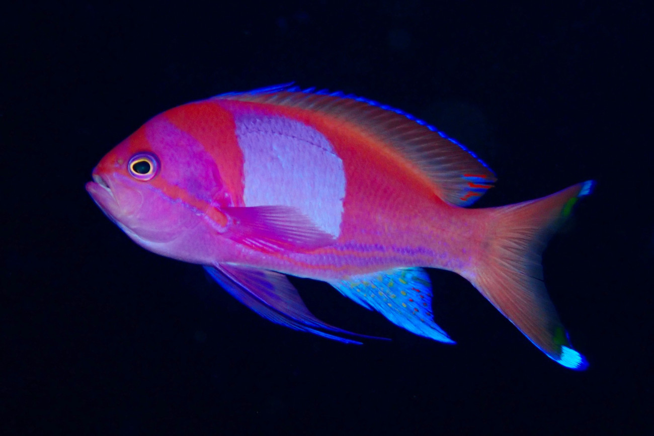 スミレナガハナダイ