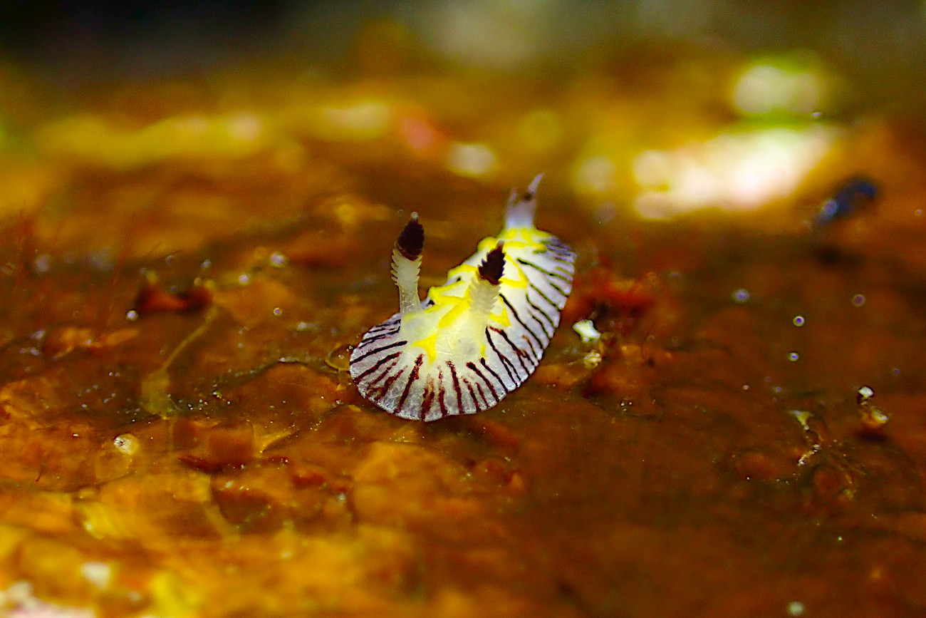 エレガントヒオドシウミウシ