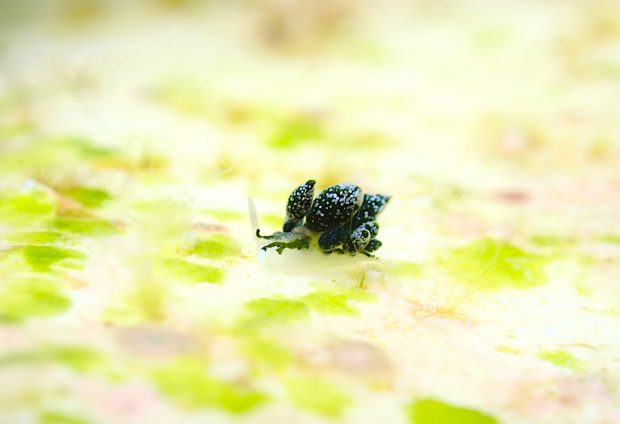 フタスジアオモウミウシ