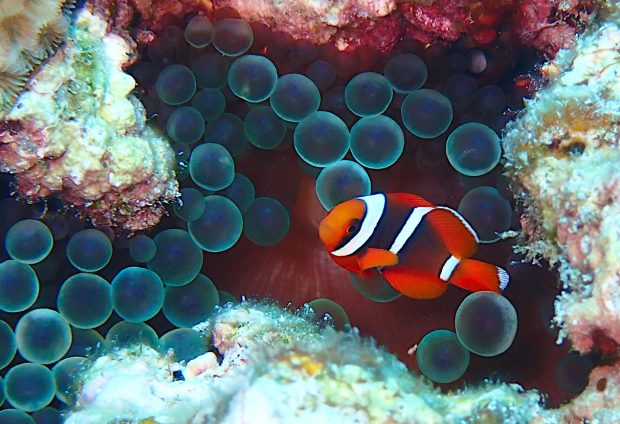 ハマクマノミの幼魚