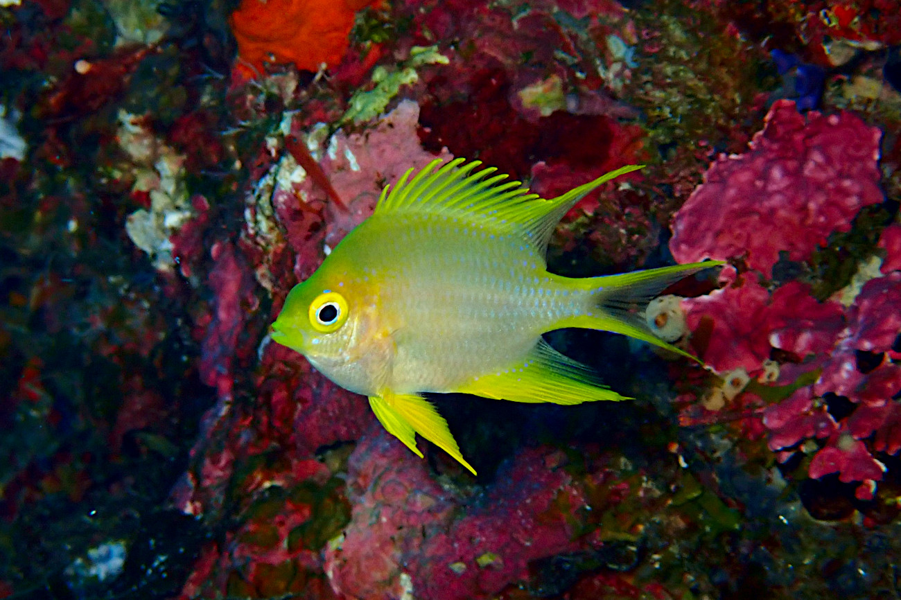 ヤマブキスズメダイの若魚