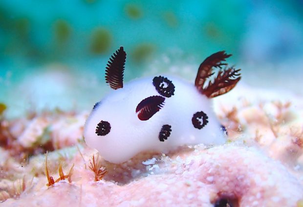 ブチウミウシ