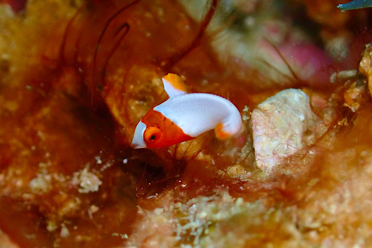 イロブダイの幼魚