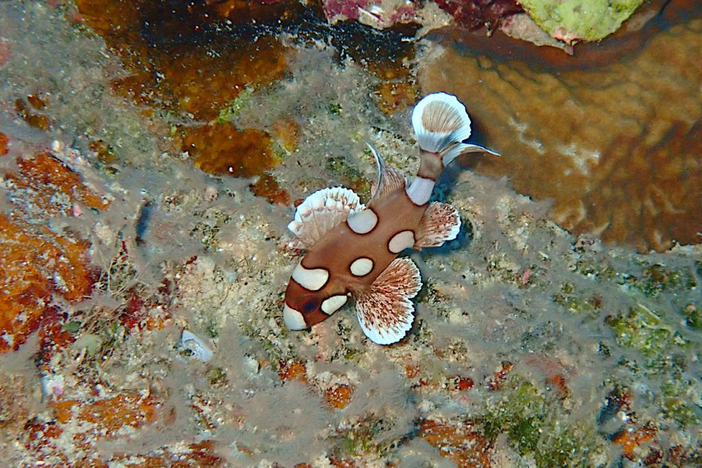 チョウチョウコショウダイの幼魚