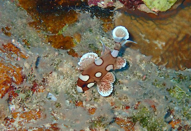 チョウチョウコショウダイの幼魚
