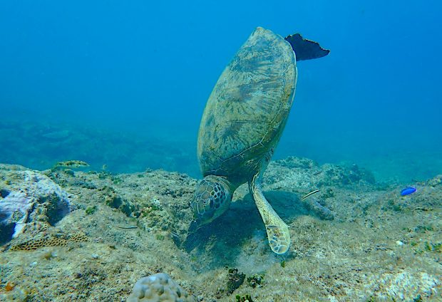 アオウミガメ