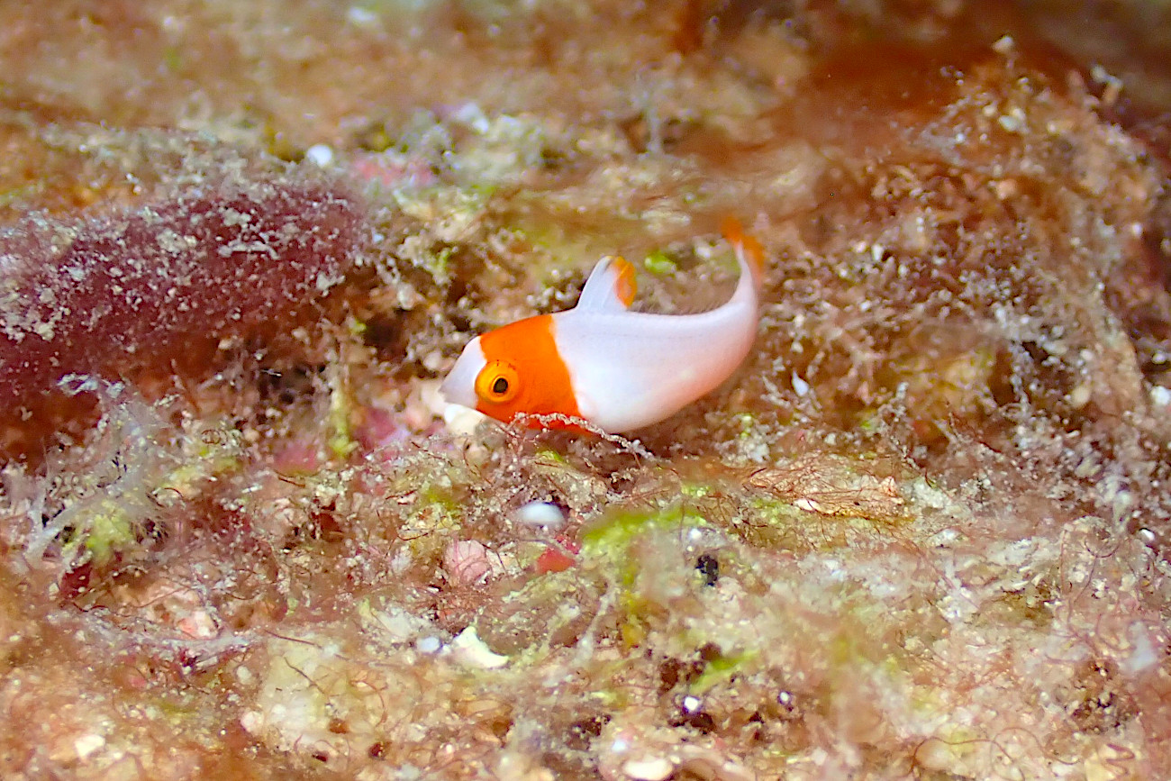 イロブダイの幼魚