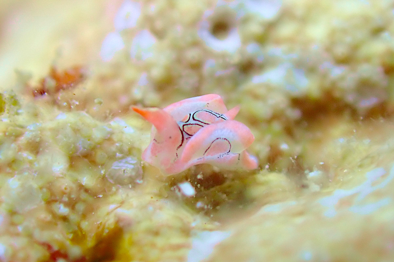 トウモンウミコチョウ