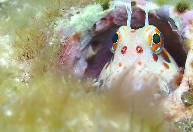 モンツキカエルウオ