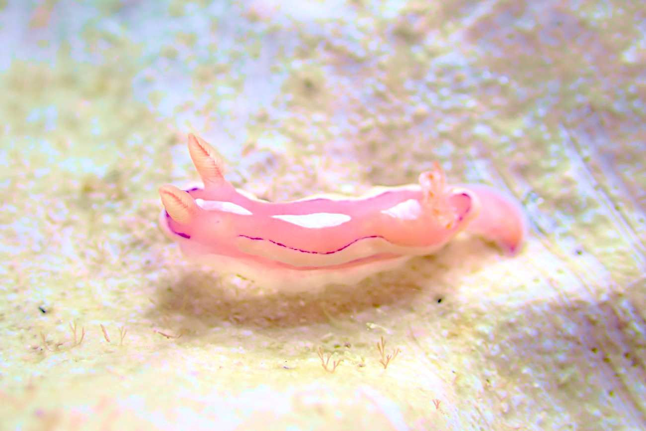 クラサキウミウシ