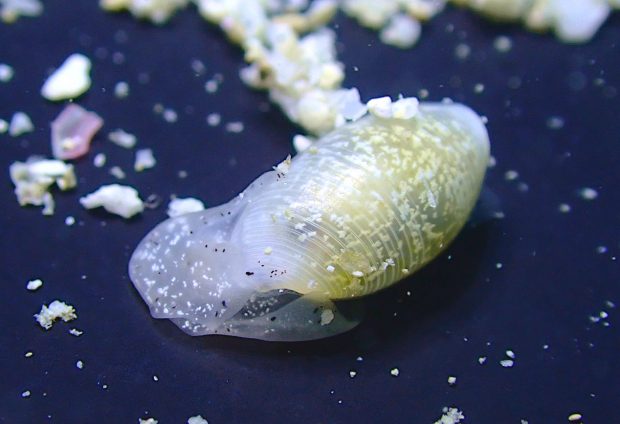 ヨワタマゴガイ