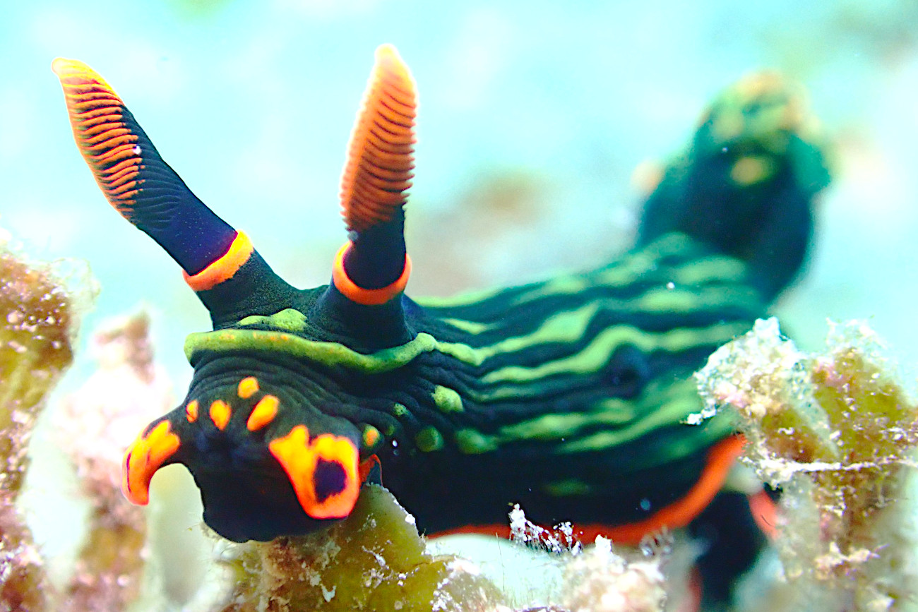 アカフチリュウグウウミウシ