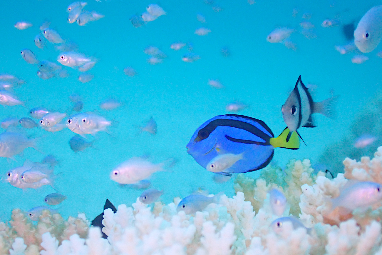 ナンヨウハギ幼魚