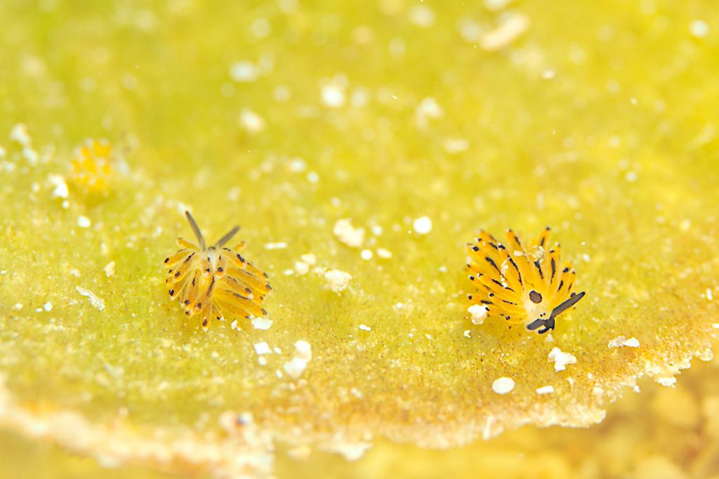 イリオモテモウミウシ