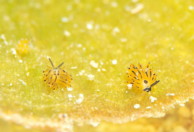 イリオモテモウミウシ