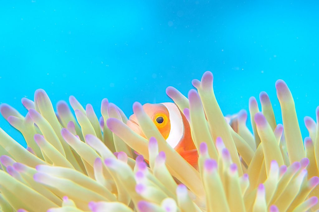 カクレクマノミ