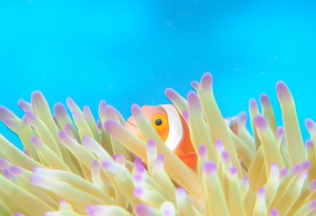 カクレクマノミ