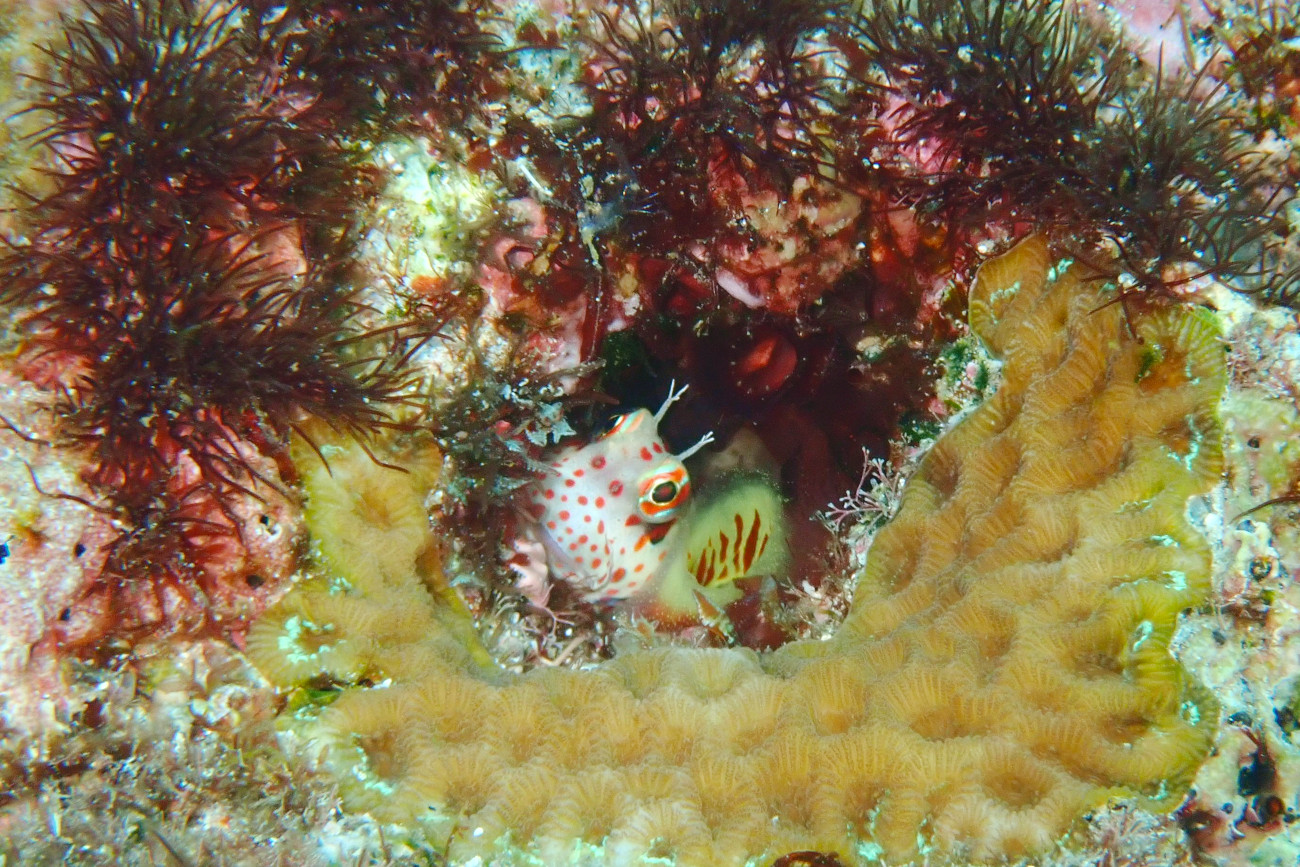 モンツキカエルウオ