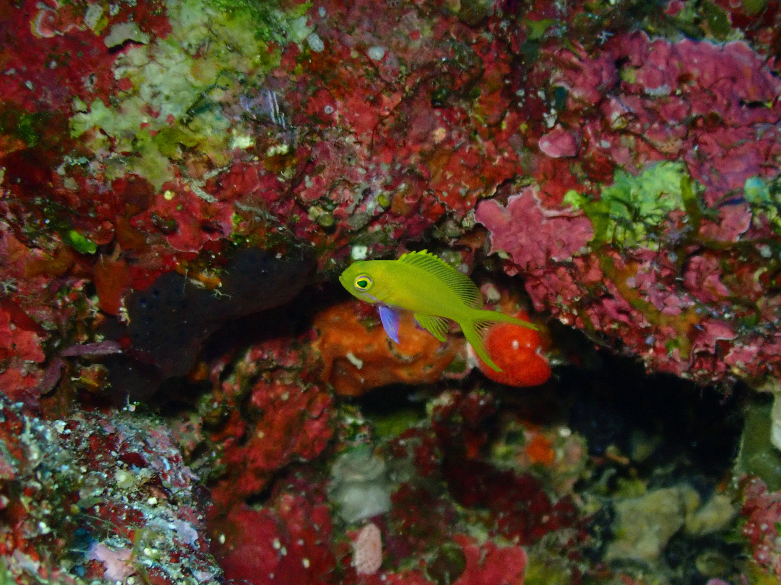 スミレナガハナダイ