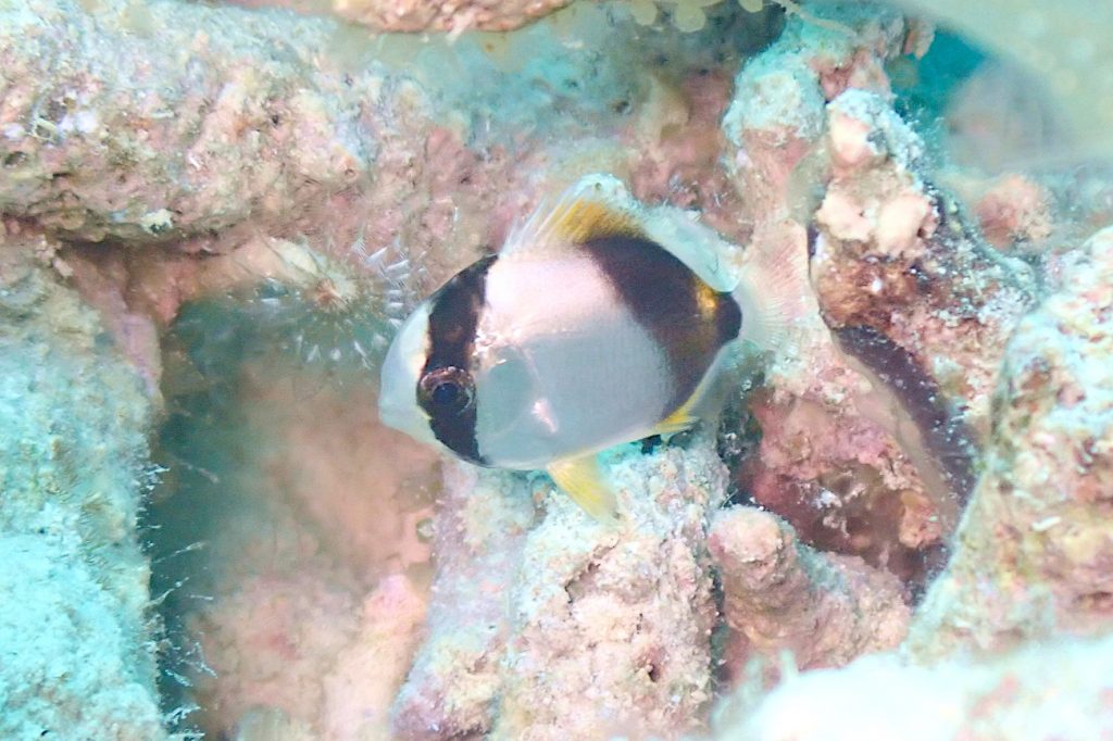 セグロチョウチョウオ