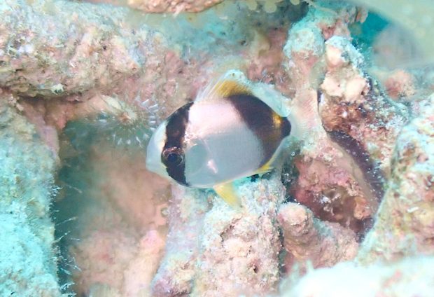 セグロチョウチョウオ