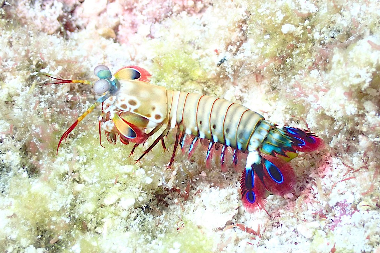 モンハナシャコ