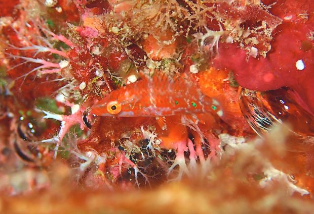 ヒトスジモチノウオの幼魚