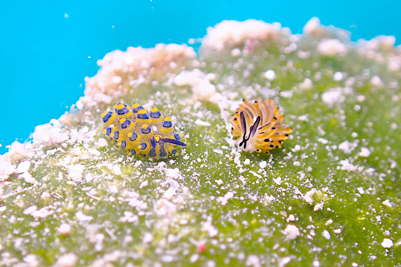 ミナミアオモウミウシとイリオモテモウミウシ