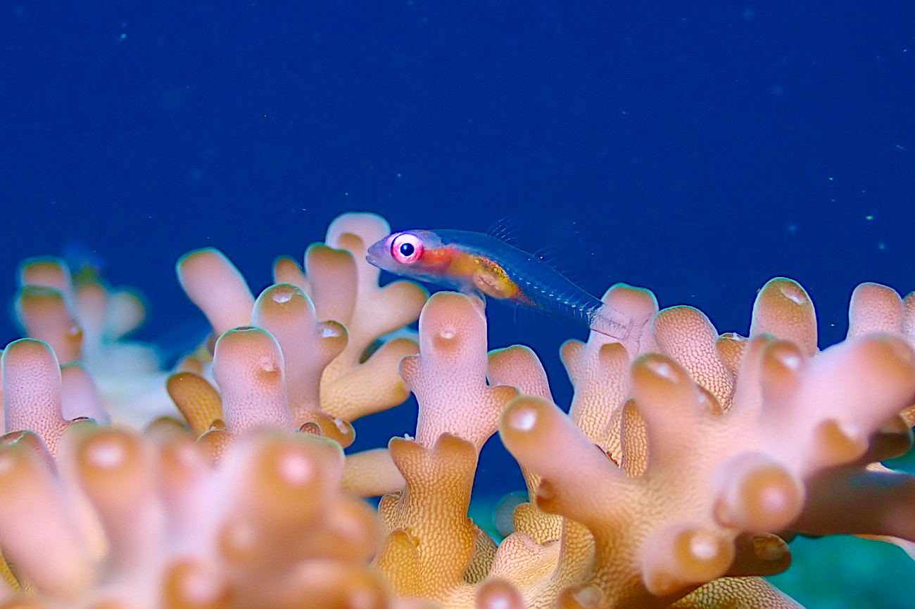 アカメハゼ
