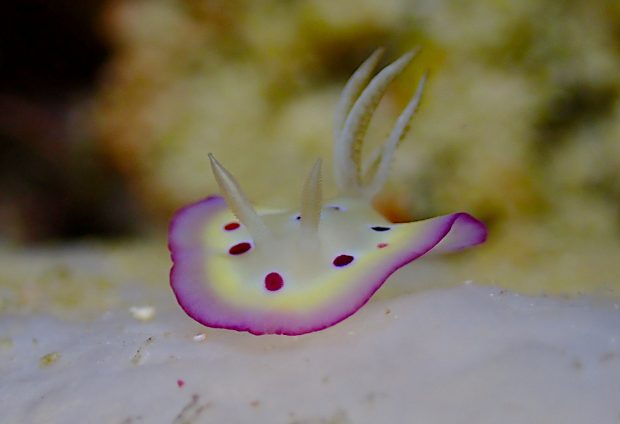 オトヒメウミウシ