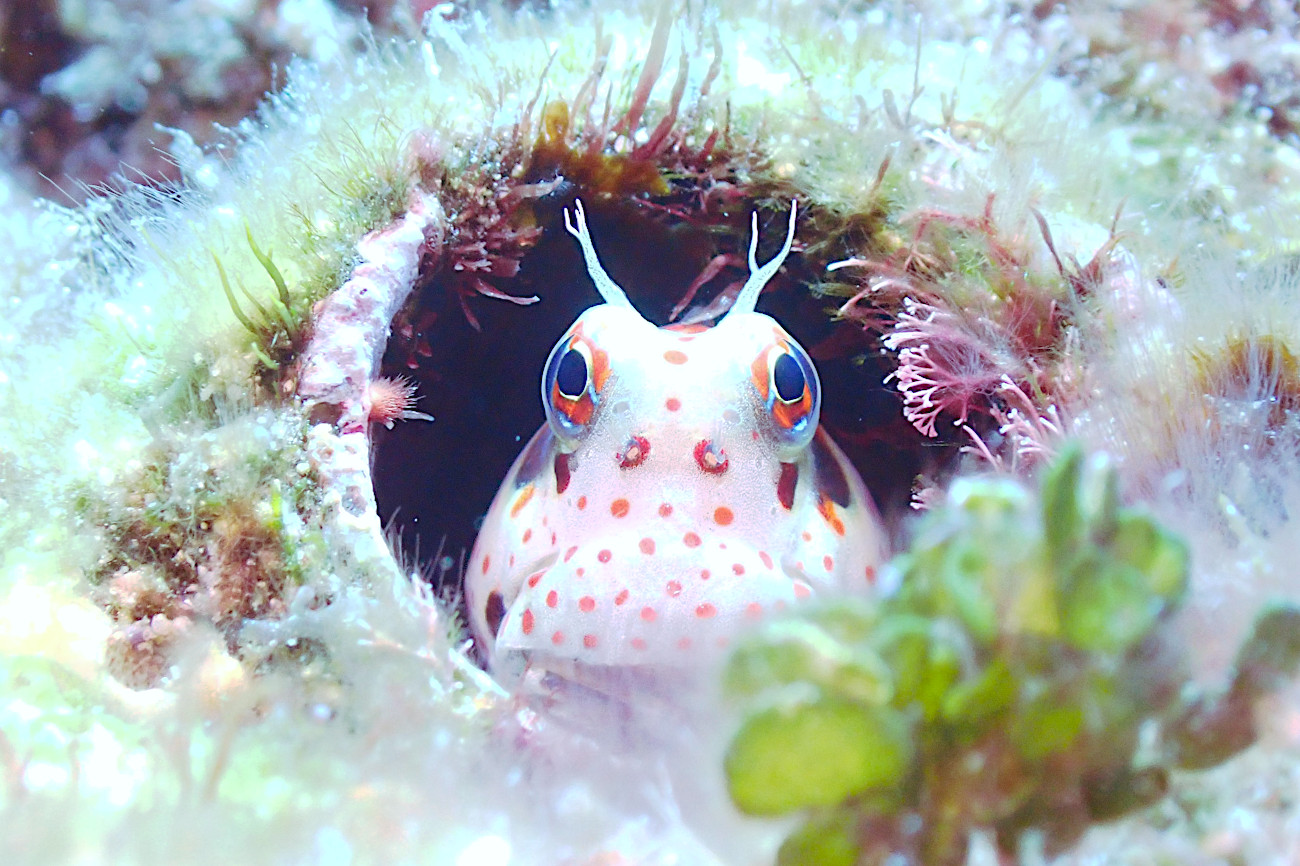 モンツキカエルウオ