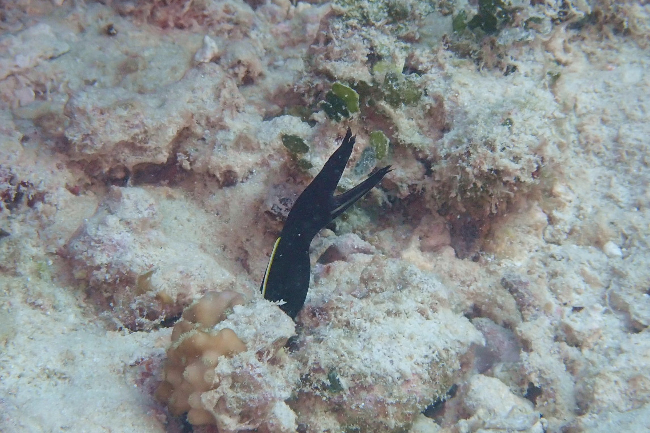 ハナヒゲウツボ幼魚