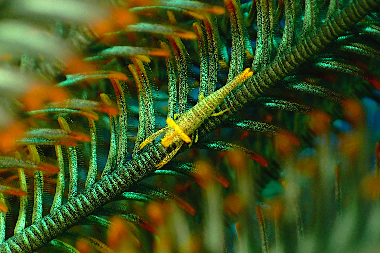 バサラカクレエビ