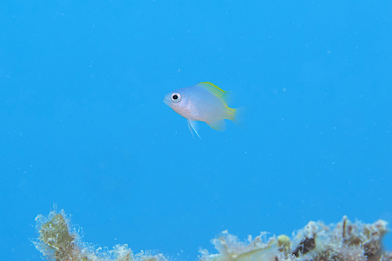 アサドスズメダイ幼魚