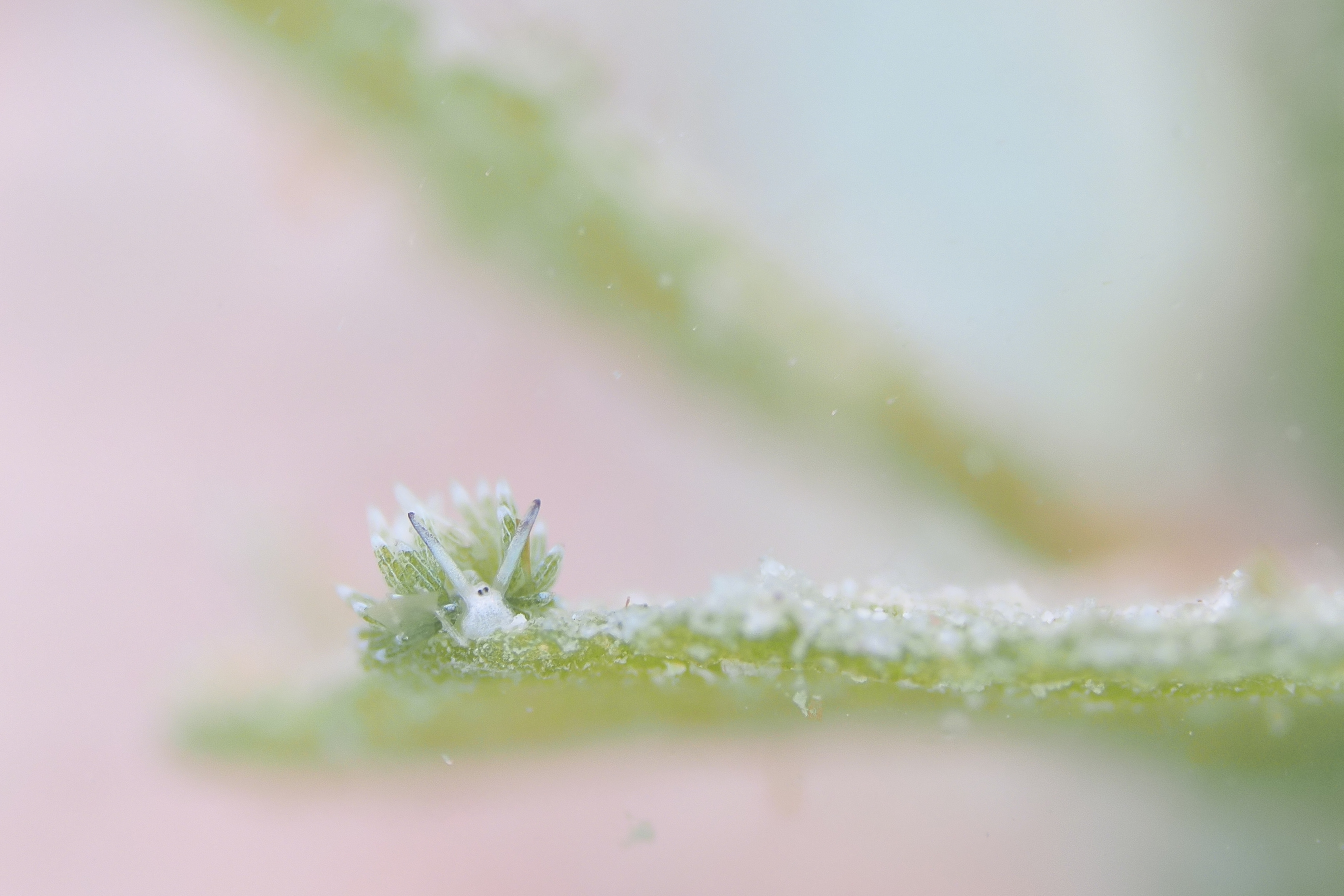 ウサギモウミウシ