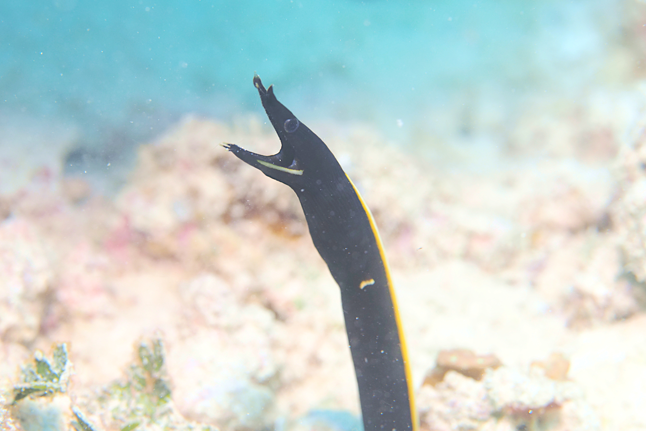 ハナヒゲウツボ幼魚
