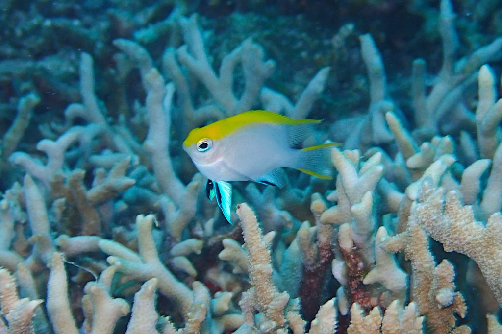 クロスズメダイの幼魚