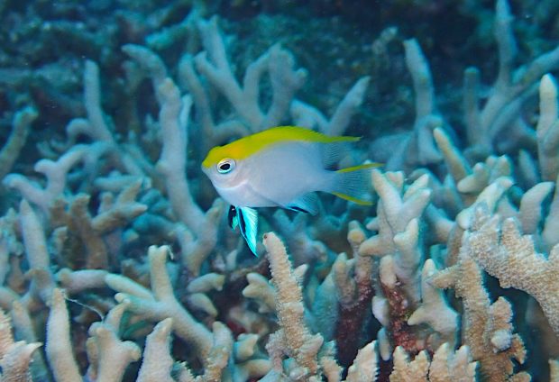 クロスズメダイの幼魚