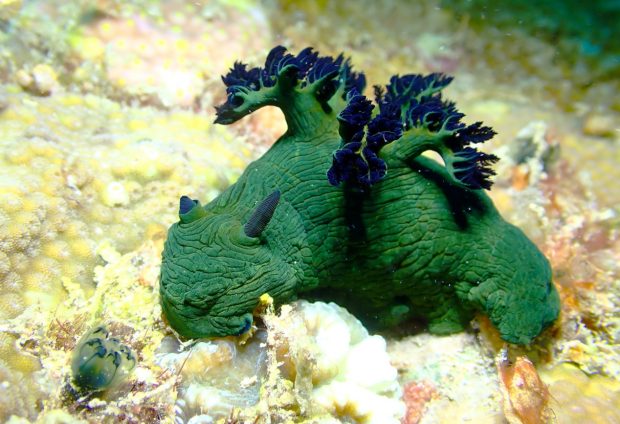 ミラーリュウグウウミウシ