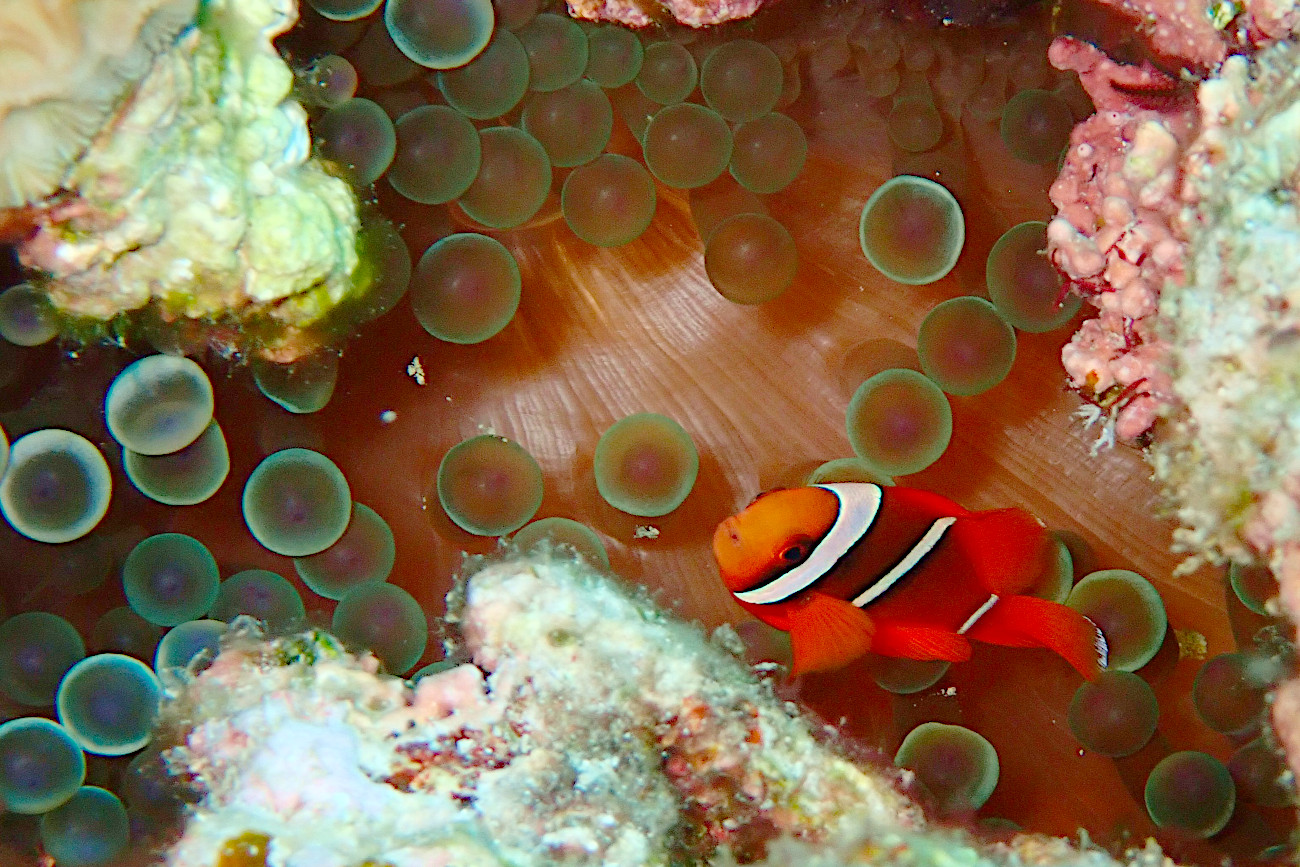ハマクマノミの幼魚