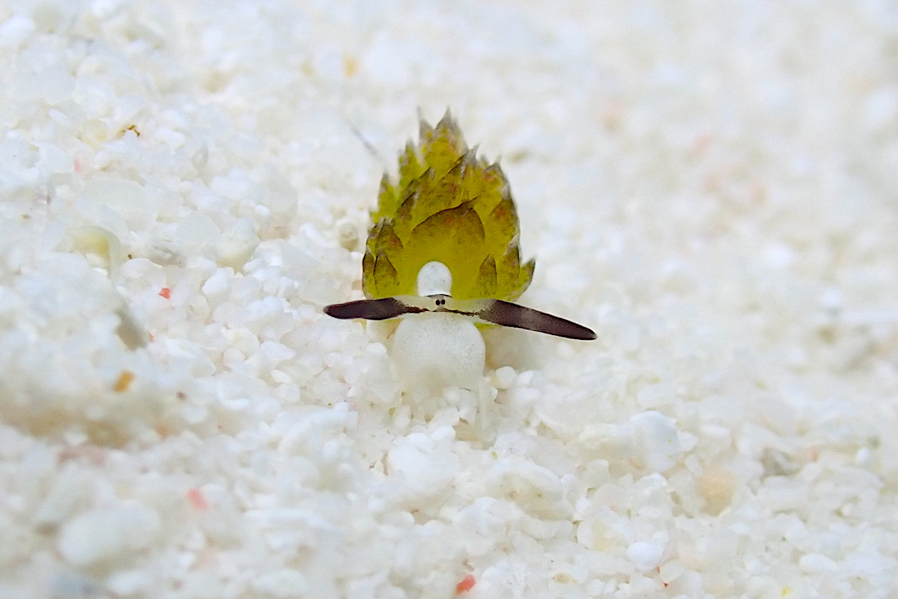 セジロモウミウシ